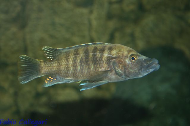 201032120312_Melanochromis labrosus.JPG